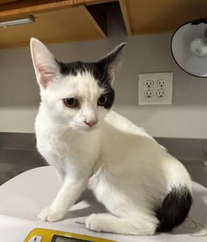 Rescue Domestic Short Hair Cats for Adoption in Irondequoit, New York - Taylor | PetCurious