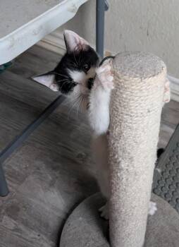 Domestic Short Hair Cats Available for Adoption - Rincon | PetCurious