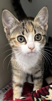 Wren 1114-26 -  Domestic Short Hair Cat for Adoption in Cumming, Georgia - Wren 1114-26 | PetCurious