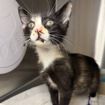 Nefertari Vivi -  Domestic Short Hair Cat for Adoption in Los Angeles, California - Nefertari Vivi | PetCurious