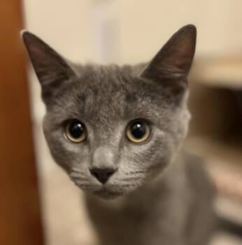Domestic Short Hair Cats Available for Adoption - River | PetCurious