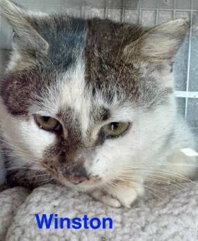 Winston -  Domestic Short Hair Cat for Adoption in Erin, Ontario - Winston | PetCurious