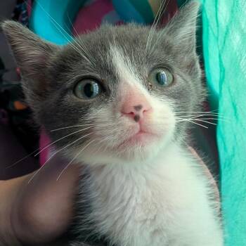Baby Ruth -  Domestic Short Hair Cat for Adoption in San Diego, California - Baby Ruth | PetCurious