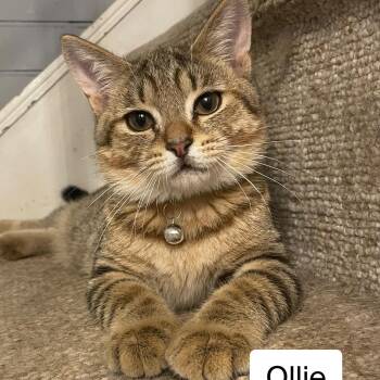 Rescue Domestic Short Hair Cats for Adoption in Radford, Virginia - Ollie (Oliver) | PetCurious