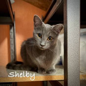 Rescue Domestic Short Hair Cats for Adoption in Tulsa, Oklahoma - Shelby | PetCurious