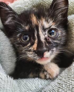 Calico Cats Available for Adoption in Phoenix, Arizona - Tiya | PetCurious