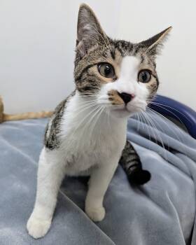 Hei Hei -  Domestic Short Hair Cat for Adoption in Springfield, Illinois - Hei Hei | PetCurious