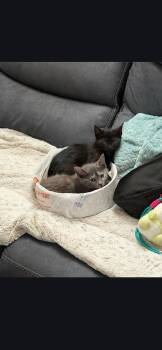 Moonface "Moonie" Martin -  Domestic Short Hair Cat for Adoption in Harrisburg, Pennsylvania - Moonface "Moonie" Martin | PetCurious