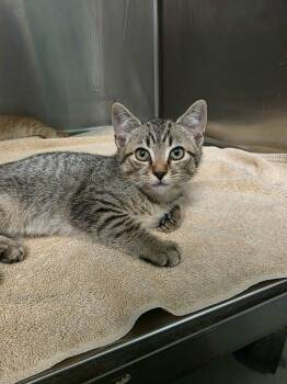 Domestic Short Hair Cats Available for Adoption in Umatilla, Florida - Michael | PetCurious