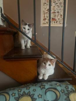 Rescue Domestic Short Hair Cats for Adoption in Emporia, Kansas - Stetson | PetCurious