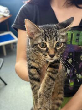 Rescue Domestic Short Hair Cats for Adoption in Syracuse, Indiana - Rumor | PetCurious