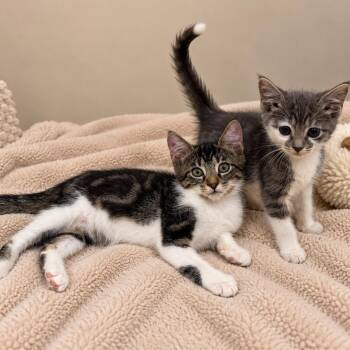 Cypress and Hickory -  Domestic Short Hair Cat for Adoption in Lemoyne, Pennsylvania - Cypress And Hickory | PetCurious