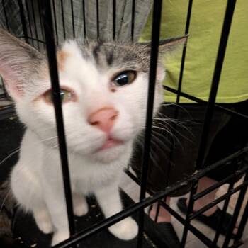 Sidney -  Domestic Short Hair Cat for Adoption in Bel Air, Maryland - Sidney | PetCurious