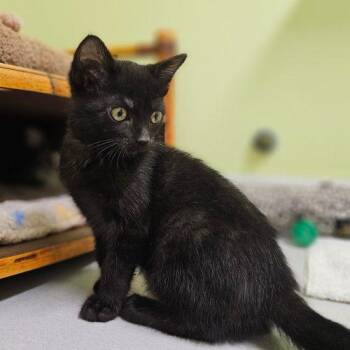 Trooper 5805 C -  Domestic Short Hair Cat for Adoption in Frankfort, Kentucky - Trooper 5805 C | PetCurious