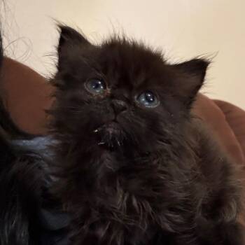Wittle Raven -  Domestic Medium Hair Cat for Adoption in Chattanooga, Tennessee - Wittle Raven | PetCurious