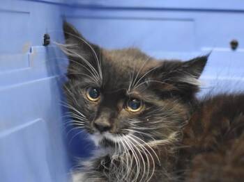 Chameleon -  Domestic Long Hair Cat for Adoption in Portland, Oregon - Chameleon | PetCurious