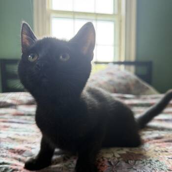 Minnow - Keeler Mama Kitten 1 -  Domestic Short Hair Cat for Adoption in Westport, Connecticut - Minnow - Keeler Mama Kitten 1 | PetCurious