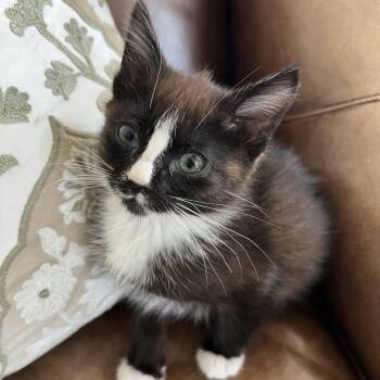 Rescue Domestic Medium Hair Cats for Adoption in Grantsville, Utah - Pippin (Pip) | PetCurious