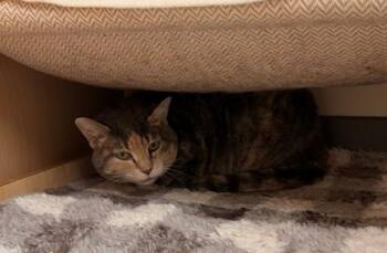 GIGI -  Domestic Short Hair Cat for Adoption in Leesburg, Virginia - GIGI | PetCurious