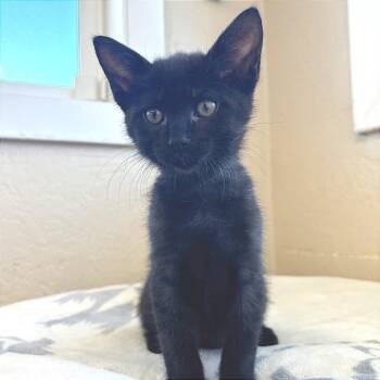 Astoria -  Domestic Short Hair Cat for Adoption in Medford, Oregon - Astoria | PetCurious