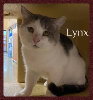 LYNX -  Tabby Cat for Adoption in Lawton, Oklahoma - LYNX | PetCurious