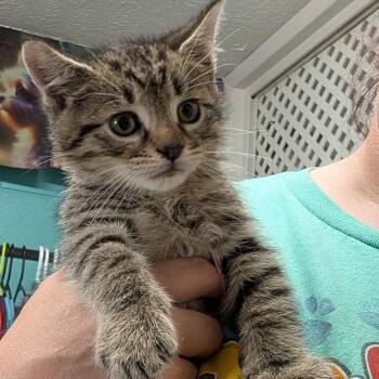 Michael -  Domestic Medium Hair Cat for Adoption in Jefferson City, Tennessee - Michael | PetCurious