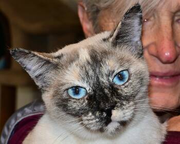 Rescue Domestic Short Hair Cats for Adoption in Corrales, New Mexico - Sen | PetCurious