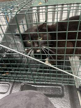 Domestic Short Hair Cats Available for Adoption in Westminster, Maryland - MACKSON | PetCurious