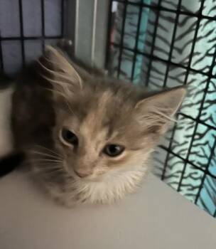 Pocus -  Domestic Short Hair Cat for Adoption - Pocus | PetCurious