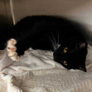 Sushi -  Domestic Short Hair Cat for Adoption in Pittsburgh, Pennsylvania - Sushi | PetCurious