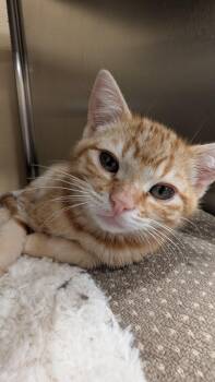Thomas -  Domestic Short Hair Cat for Adoption in Missoula, Montana - Thomas | PetCurious
