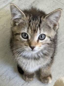 Domestic Short Hair Cats Available for Adoption in Venice, Florida - Primrose | PetCurious