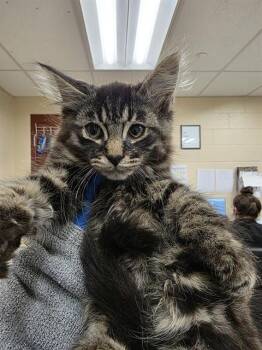 MOCHI -  Domestic Long Hair Cat for Adoption in Aliquippa, Pennsylvania - MOCHI | PetCurious