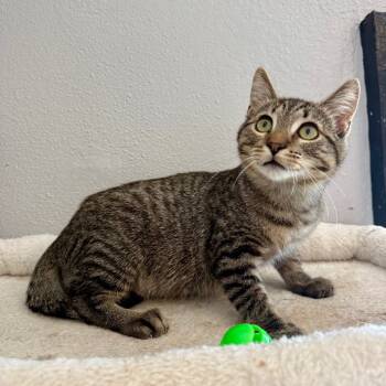 Rescue Domestic Short Hair Cats for Adoption in Los Angeles, California - Pilot | PetCurious