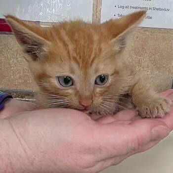 Domestic Short Hair Cats Available for Adoption in Eureka Springs, Arkansas - Condor | PetCurious
