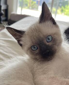Jinx -  Siamese and Domestic Short Hair Cat for Adoption in Hood River, Oregon - Jinx | PetCurious
