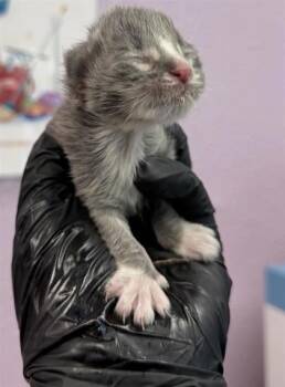 61353788 -  Domestic Short Hair Cat for Adoption in El Paso, Texas - 61353788 | PetCurious