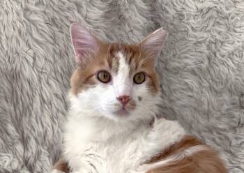 Butterscotch -  Domestic Medium Hair and Tabby Cat for Adoption in Oakland, California - Butterscotch | PetCurious