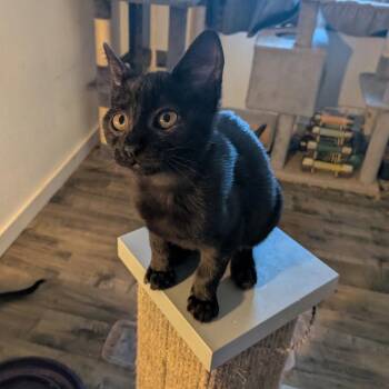 Penelope Mewz -  Domestic Short Hair Cat for Adoption in Springfield, Oregon - Penelope Mewz | PetCurious