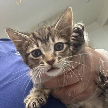 Riz -  Domestic Short Hair Cat for Adoption in Leander, Texas - Riz | PetCurious