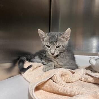 Domestic Short Hair Cats Available for Adoption in Tampa, Florida - Costello | PetCurious