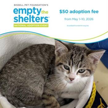 Domestic Short Hair Cats Available for Adoption in Santa Cruz, California - INDEE* | PetCurious