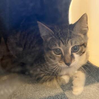 Betsy -  Domestic Short Hair Cat for Adoption in Charlottesville, Virginia - Betsy | PetCurious