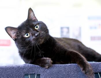 Shadowkin -  Domestic Short Hair Cat for Adoption in Chattanooga, Tennessee - Shadowkin | PetCurious