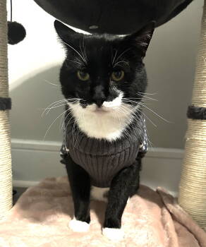Rescue Domestic Short Hair Cats for Adoption - Sylvester | PetCurious