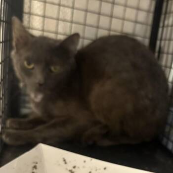 Morel -  Domestic Short Hair Cat for Adoption in Chattanooga, Tennessee - Morel | PetCurious