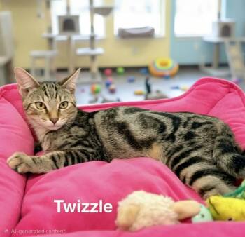 Twizzle -  Domestic Short Hair Cat for Adoption in St. Cloud, Florida - Twizzle | PetCurious