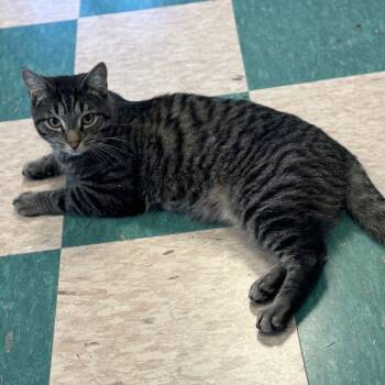 Rescue Domestic Short Hair Cats for Adoption - Figaro | PetCurious