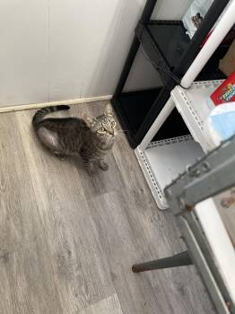 Shila -  Domestic Short Hair Cat for Adoption in Trenton, New Jersey - Shila | PetCurious