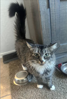 Rescue Tabby Cats for Adoption in Chandler, Arizona - Firefly | PetCurious